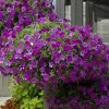 Petunia Night Sky 4.5" - Image 2